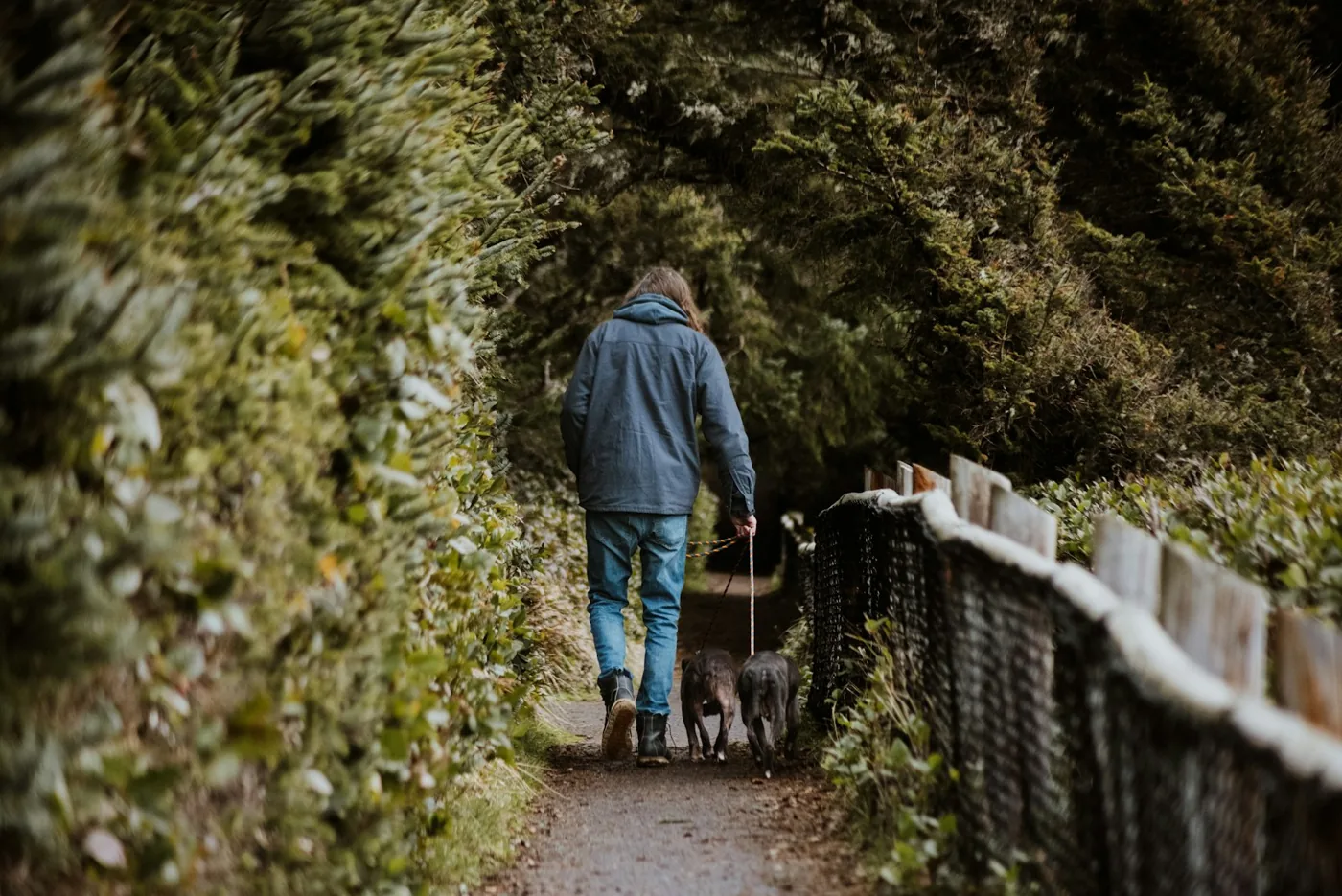 Person walking two dogs along a woodland path