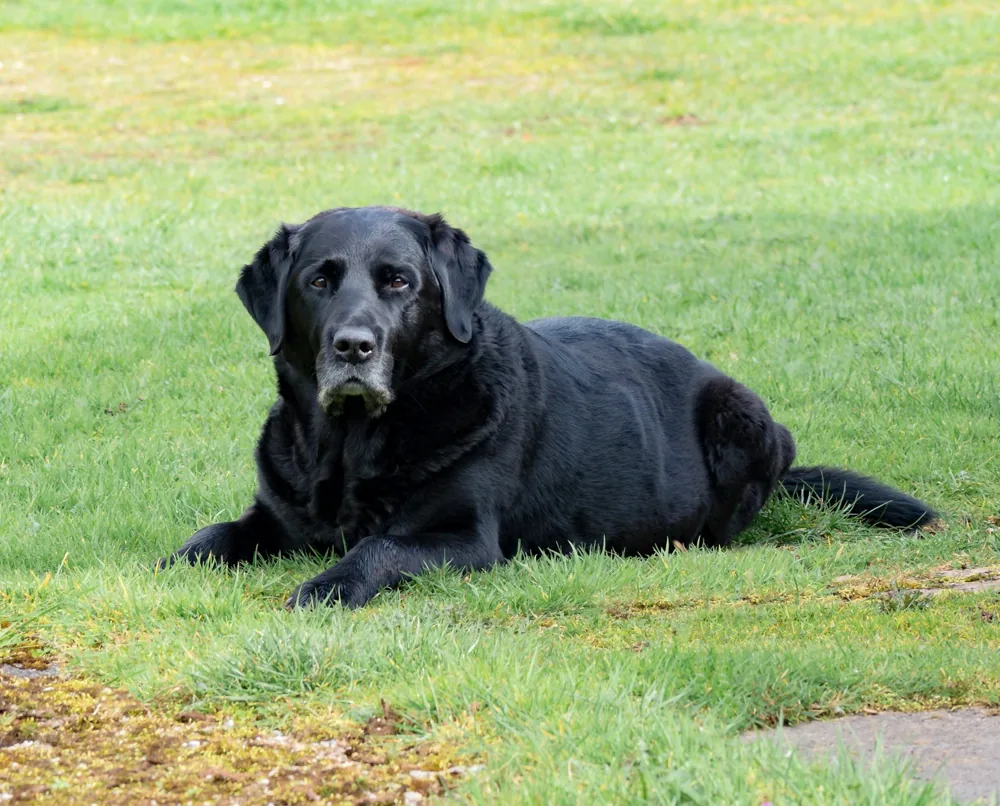 Black Labrador relaxing on grass