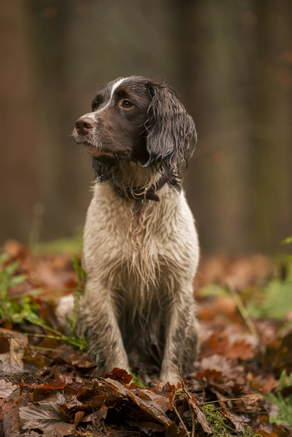 English Springer Spaniel in autumn woodland
